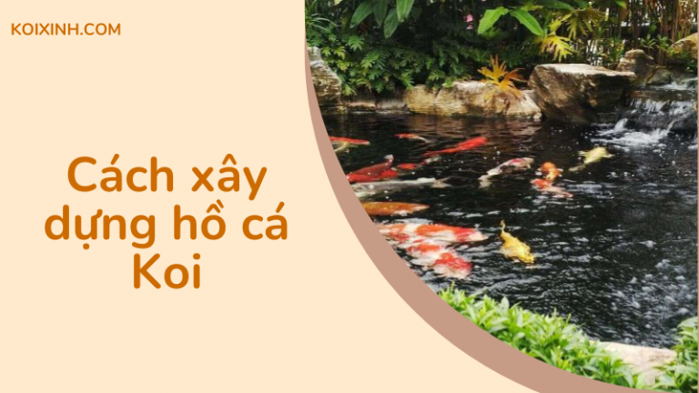 Cách Xây Dựng Hồ Cá Koi