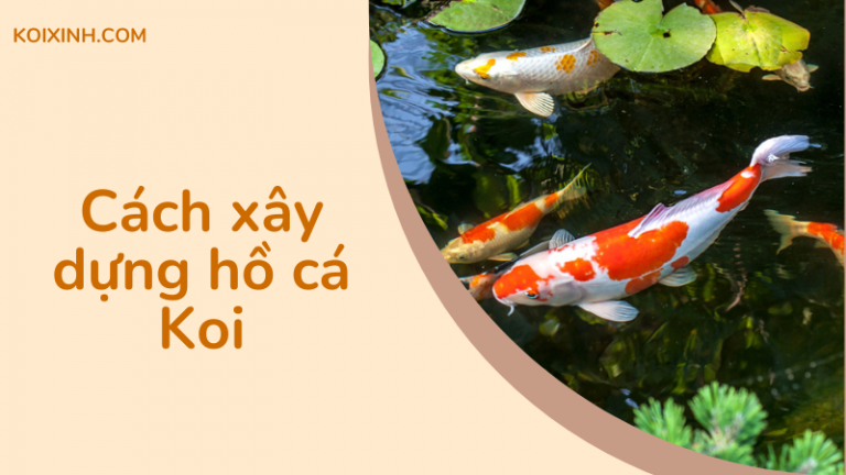 Cách Xây Dựng Hồ Cá Koi