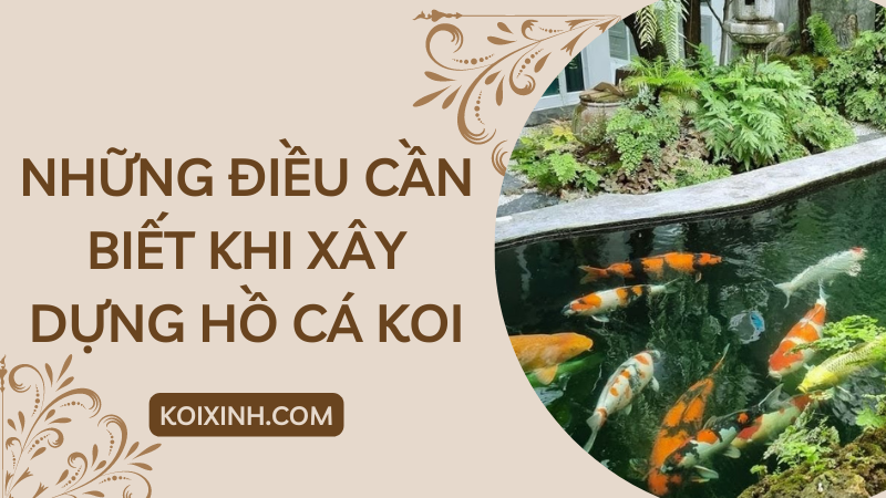 Những điều Cần Xem Xét Trước Khi Bắt đầu Một Hồ Cá Koi