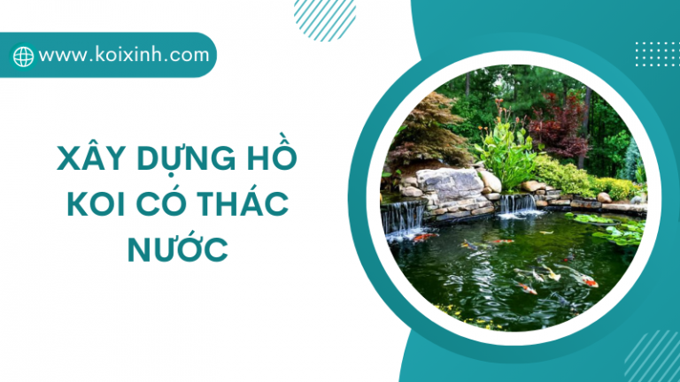 Xây Dựng Hồ Koi Có Thác Nước Xây Dựng Hồ Koi Có Thác Nước