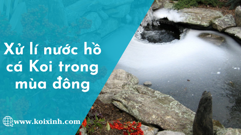 Cần Xử Lí Nước Hồ Cá Koi Trong Mùa đông Như Thế Nào?