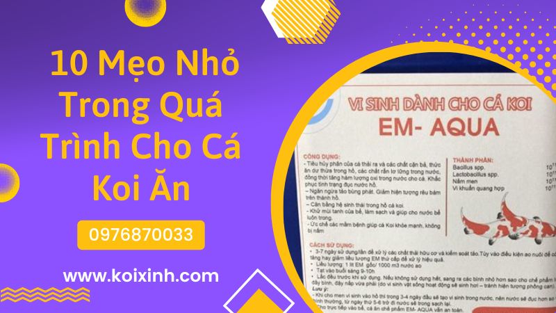 10 Mẹo Nhỏ Trong Quá Trình Cho Cá Koi Ăn 10 Mẹo Nhỏ Trong Quá Trình Cho Cá Koi Ăn
