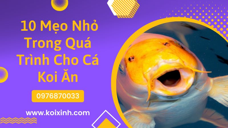 10 Mẹo Nhỏ Trong Quá Trình Cho Cá Koi Ăn