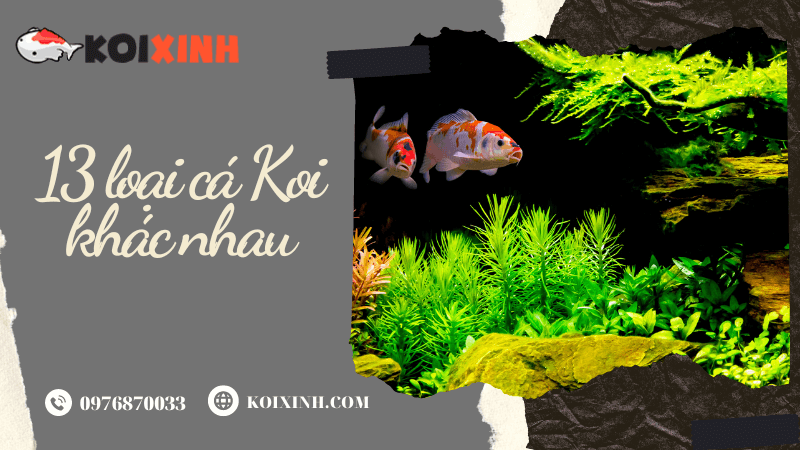 13 Loại Cá Koi Khác Nhau