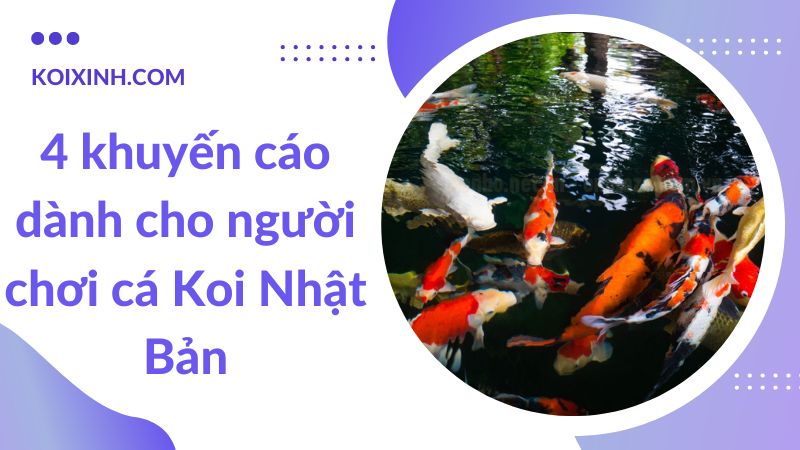 4 Khuyến Cáo Dành Cho Người Chơi Cá Koi Nhật Bản