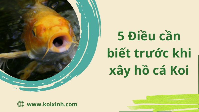 5 Điều Cần Biết Trước Khi Xây Hồ Cá Koi