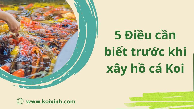 5 Điều Cần Biết Trước Khi Xây Hồ Cá Koi 5 Điều Cần Biết Trước Khi Xây Hồ Cá Koi
