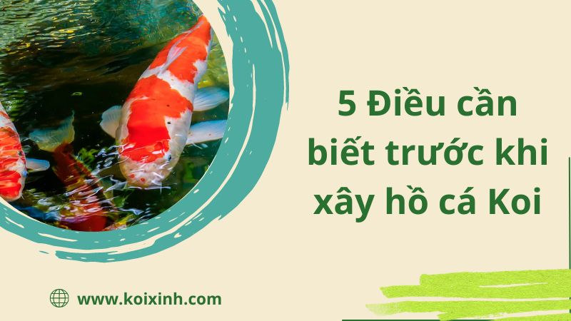 5 Điều Cần Biết Trước Khi Xây Hồ Cá Koi