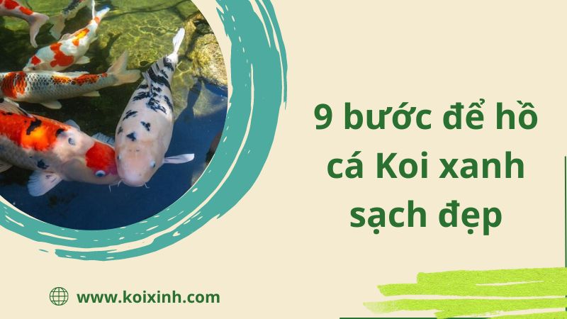 9 Bước để Hồ Cá Koi Xanh Sạch đẹp