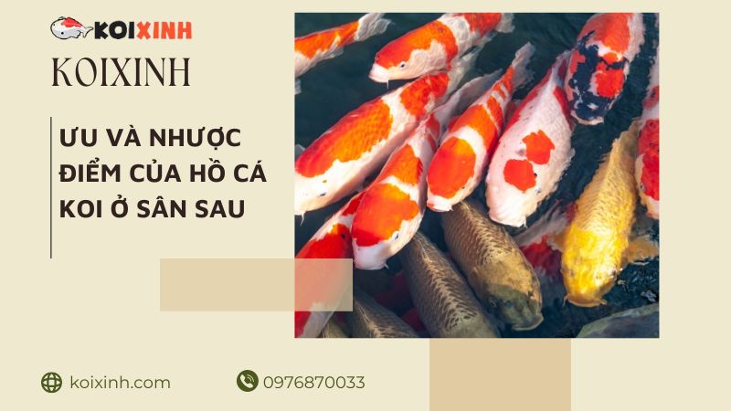 Ưu Và Nhược điểm Của Hồ Cá Koi ở Sân Sau