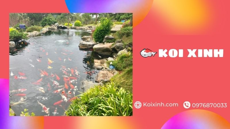 Bắc Giang Thi Công Hồ Cá Koi Uy Tín, Bảo Hành – Gọi 0976870033