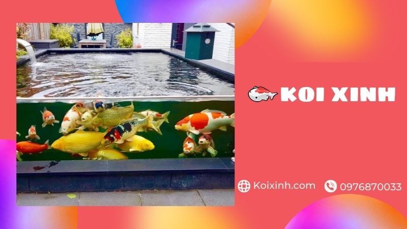 Bắc Giang Thi Công Hồ Cá Koi Uy Tín, Bảo Hành – Gọi 0976870033