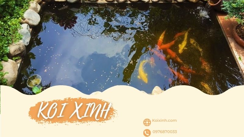 Bắc Kạn Thi Công Thiết Kế Hồ Cá Koi Giá Rẻ, Bảo Hành – Gọi 0976870033 Bắc Kạn Thi Công Thiết Kế Hồ Cá Koi Giá Rẻ, Bảo Hành – Gọi 0976870033