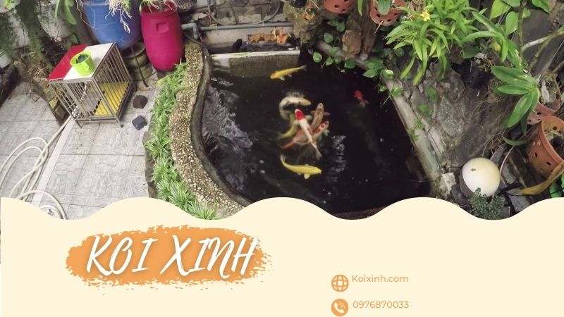 Bắc Kạn Thi Công Thiết Kế Hồ Cá Koi Giá Rẻ, Bảo Hành – Gọi 0976870033 Bắc Kạn Thi Công Thiết Kế Hồ Cá Koi Giá Rẻ, Bảo Hành – Gọi 0976870033
