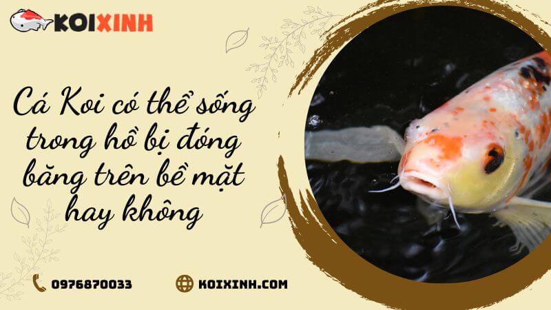 Cá Koi Có Thể Sống Trong Hồ Bị đóng Băng Trên Bề Mặt Hay Không Cá Koi Có Thể Sống Trong Hồ Bị đóng Băng Trên Bề Mặt Hay Không