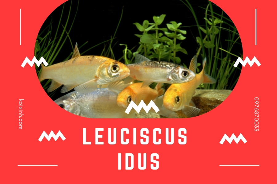 Cá nuôi chung với cá Koi: Orfe (Leuciscus Idus)