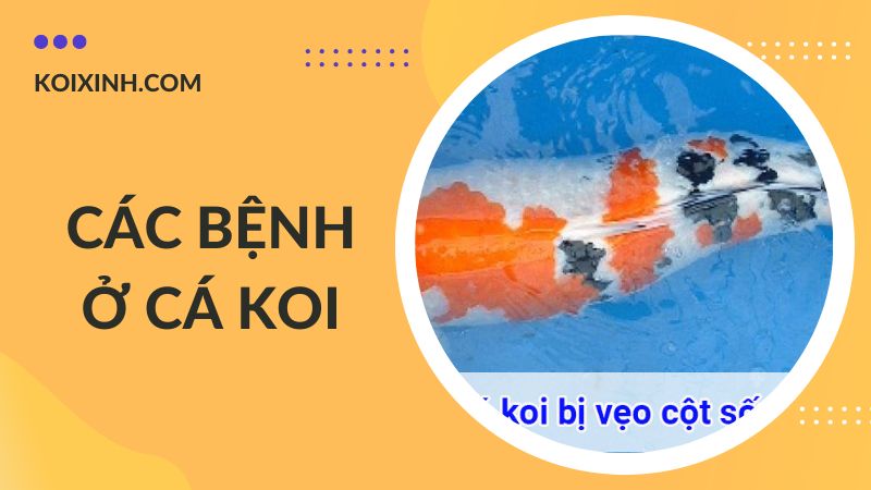 Các Bệnh Cá Koi Kèm Dấu Hiệu Và Cách Phòng, Chữa Bệnh