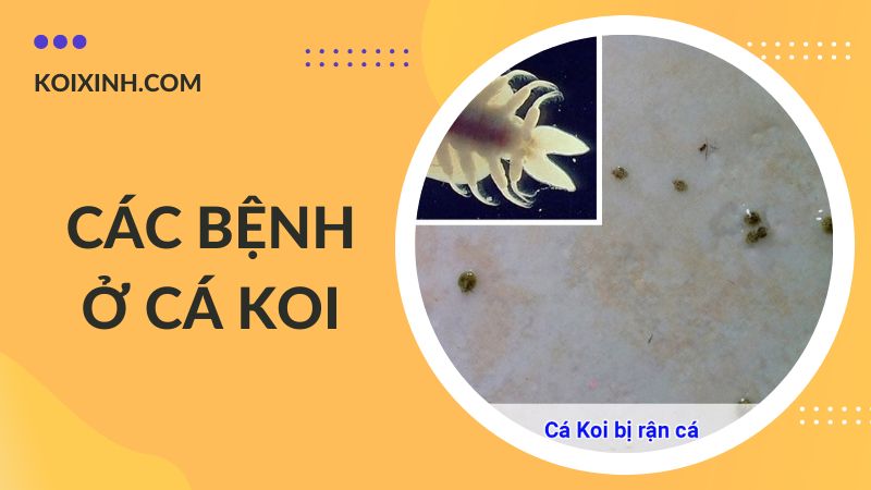Các Bệnh Cá Koi Kèm Dấu Hiệu Và Cách Phòng, Chữa Bệnh