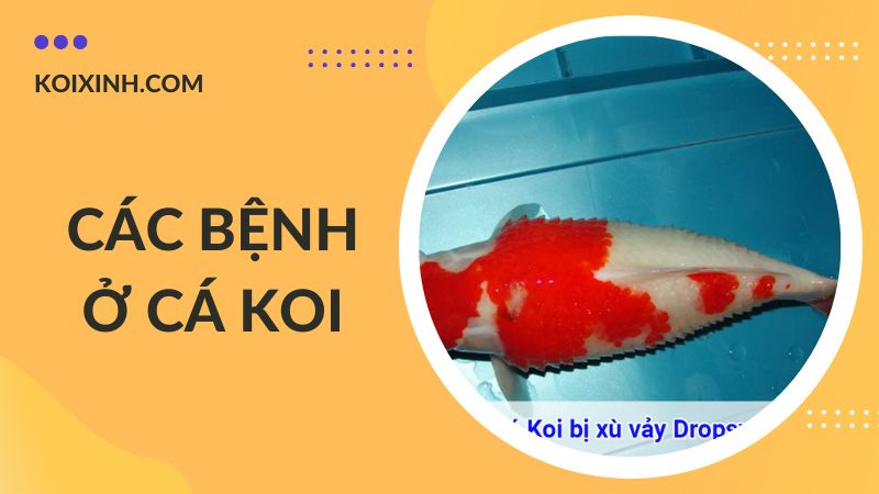 Các Bệnh Cá Koi Kèm Dấu Hiệu Và Cách Phòng, Chữa Bệnh
