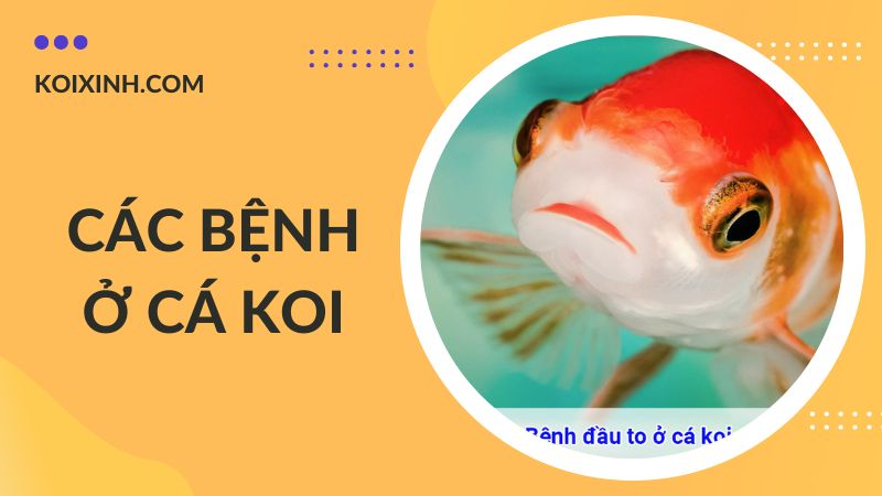 Các Bệnh Cá Koi Kèm Dấu Hiệu Và Cách Phòng, Chữa Bệnh