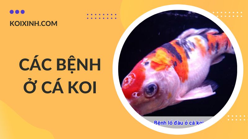 Các Bệnh Cá Koi Kèm Dấu Hiệu Và Cách Phòng, Chữa Bệnh