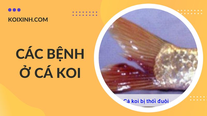 Các Bệnh Cá Koi Kèm Dấu Hiệu Và Cách Phòng, Chữa Bệnh