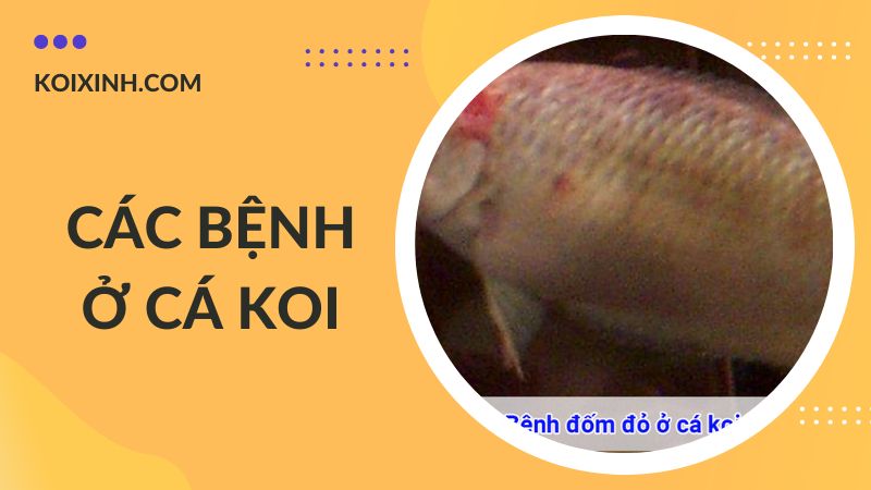 Các Bệnh Cá Koi Kèm Dấu Hiệu Và Cách Phòng, Chữa Bệnh