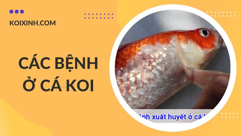 Các Bệnh Cá Koi Kèm Dấu Hiệu Và Cách Phòng, Chữa Bệnh