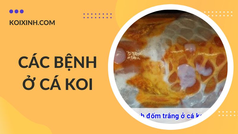 Các Bệnh Cá Koi Kèm Dấu Hiệu Và Cách Phòng, Chữa Bệnh