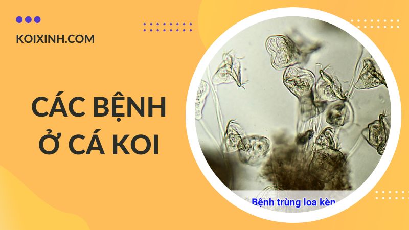 Các Bệnh Cá Koi Kèm Dấu Hiệu Và Cách Phòng, Chữa Bệnh
