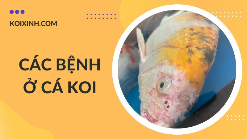 Các Bệnh Cá Koi Kèm Dấu Hiệu Và Cách Phòng, Chữa Bệnh