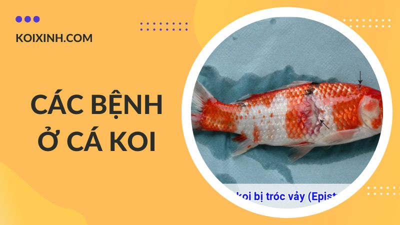 Các Bệnh Cá Koi Kèm Dấu Hiệu Và Cách Phòng, Chữa Bệnh