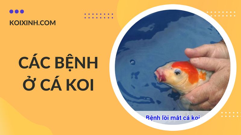 Các Bệnh Cá Koi Kèm Dấu Hiệu Và Cách Phòng, Chữa Bệnh