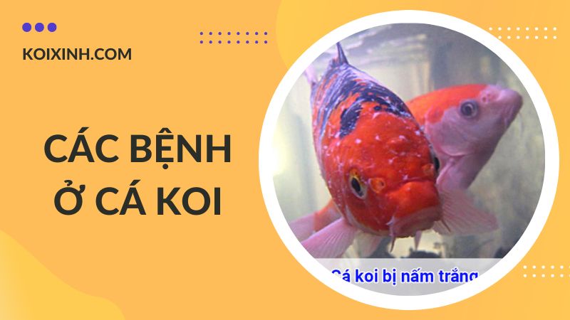 Các Bệnh Cá Koi Kèm Dấu Hiệu Và Cách Phòng, Chữa Bệnh