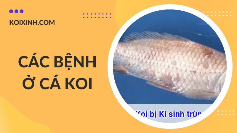 Các Bệnh Cá Koi Kèm Dấu Hiệu Và Cách Phòng, Chữa Bệnh