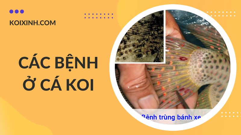 Các Bệnh Cá Koi Kèm Dấu Hiệu Và Cách Phòng, Chữa Bệnh