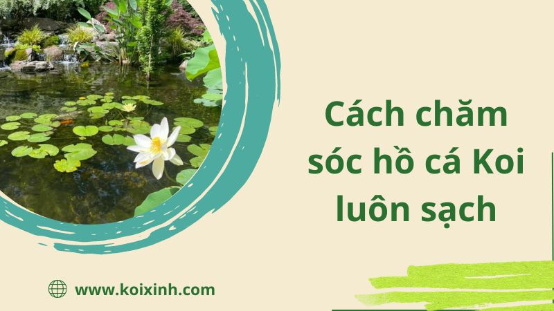 Hồ Cá Koi – Cách Chăm Sóc Hồ Luôn Tươi Sạch