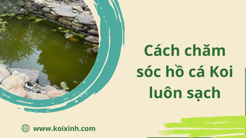 Hồ Cá Koi – Cách Chăm Sóc Hồ Luôn Tươi Sạch