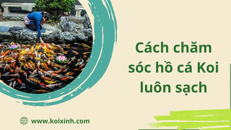 Hồ Cá Koi – Cách Chăm Sóc Hồ Luôn Tươi Sạch