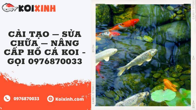 Cải Tạo – Sửa Chữa – Nâng Cấp Hồ Cá Koi – Gọi 0976870033 Cải Tạo – Sửa Chữa – Nâng Cấp Hồ Cá Koi – Gọi 0976870033