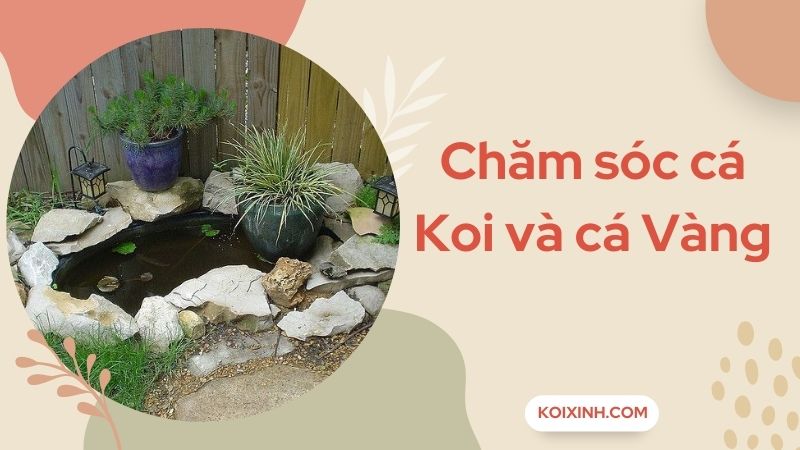 Những Chú Ý Trong Việc Chăm Sóc Cá Koi Và Cá Vàng
