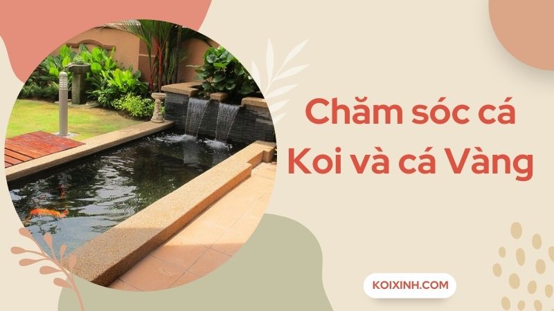 Những Chú Ý Trong Việc Chăm Sóc Cá Koi Và Cá Vàng