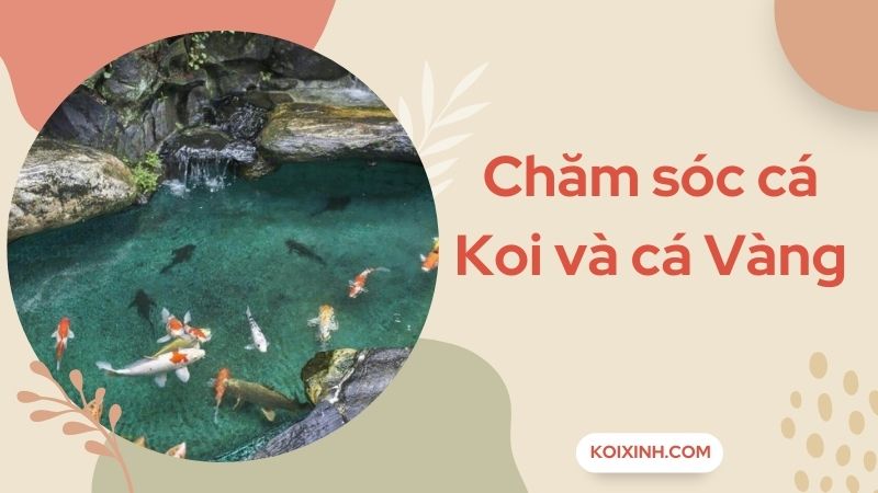 Những Chú Ý Trong Việc Chăm Sóc Cá Koi Và Cá Vàng