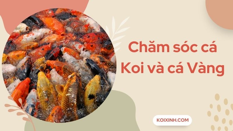 Những Chú Ý Trong Việc Chăm Sóc Cá Koi Và Cá Vàng