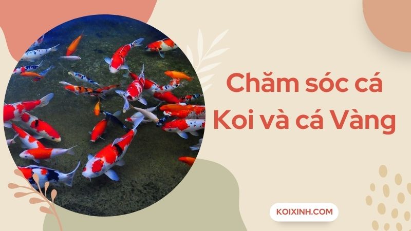 Những Chú Ý Trong Việc Chăm Sóc Cá Koi Và Cá Vàng Những Chú Ý Trong Việc Chăm Sóc Cá Koi Và Cá Vàng