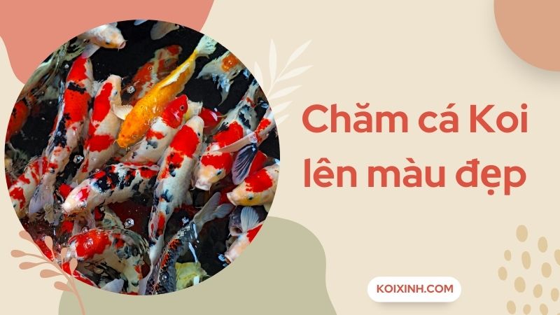 Chăm Cá Koi Lên Màu Đẹp – Tuyệt Chiêu Và Bí Quyết Chăm Cá Koi Lên Màu Đẹp – Tuyệt Chiêu Và Bí Quyết