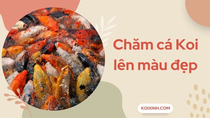 Chăm Cá Koi Lên Màu Đẹp – Tuyệt Chiêu Và Bí Quyết