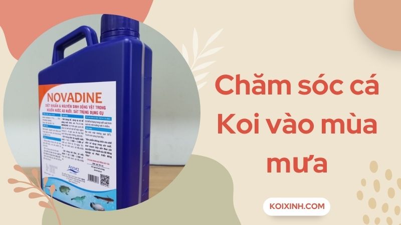 Chăm Sóc Cá Koi Vào Mùa Mưa – Cách Thức Và Biện Pháp