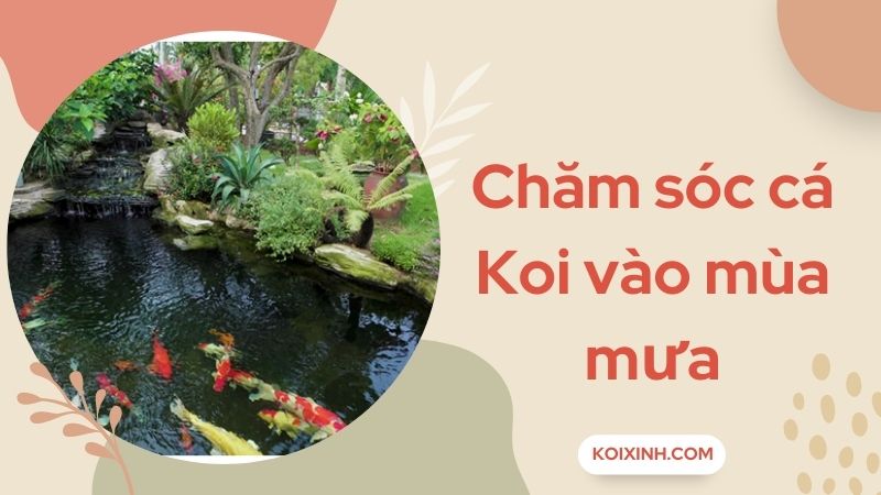Chăm Sóc Cá Koi Vào Mùa Mưa – Cách Thức Và Biện Pháp