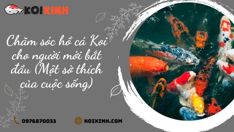 Chăm Sóc Hồ Cá Koi Cho Người Mới Bắt đầu (một Sở Thích Của Cuộc Sống)| Bên Ngoài Sự Hiện đại Chăm Sóc Hồ Cá Koi Cho Người Mới Bắt đầu (một Sở Thích Của Cuộc Sống)| Bên Ngoài Sự Hiện đại